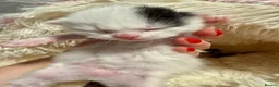Mixed Breed cats for sale: Adorable Fluffy Kittens. Matilda’s 1st Litter 🐾 - Advert 9