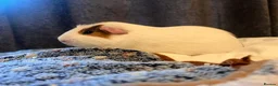 Guinea Pig rodents for sale: 3 piggy’s for sale in Matlock - Advert 1