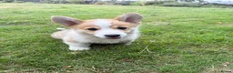 Welsh Corgi Pembroke dogs for sale:  Pembrokeshire Corgi Puppies for sale!🏡 - Advert 7