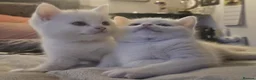 British Shorthair cats for sale: Bundles of fluff - Advert 20
