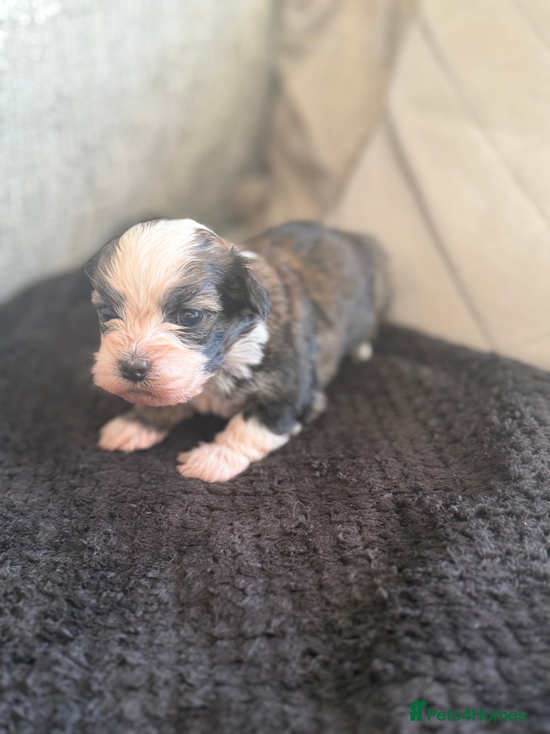 Havanese dogs for sale: Adorable Havanese Puppies for sale - Advert 3
