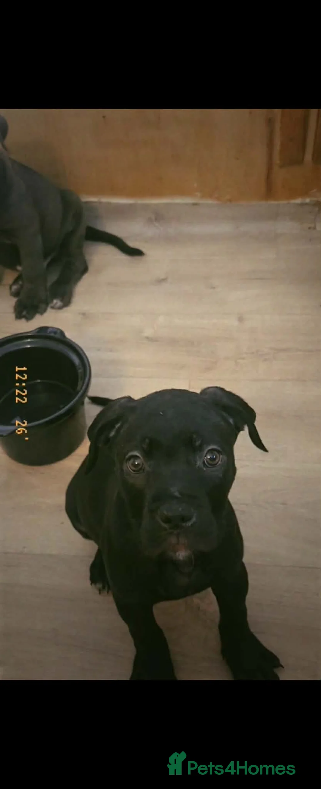 Cane Corso dogs for sale: Cane corso last 3 available ready to go now  - Advert 2