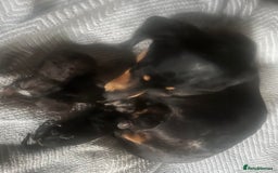 Miniature Dachshund dogs for sale: Purebred mini doxies dapples shorthair - Image 7