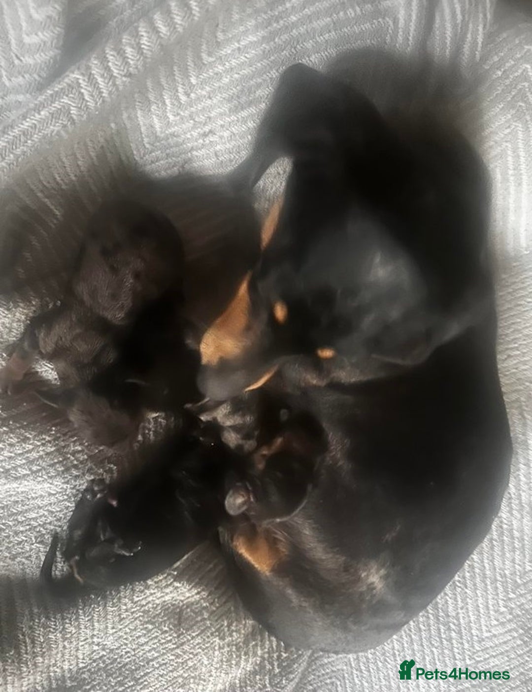 Miniature Dachshund dogs for sale: Purebred mini doxies dapples shorthair - Image 7