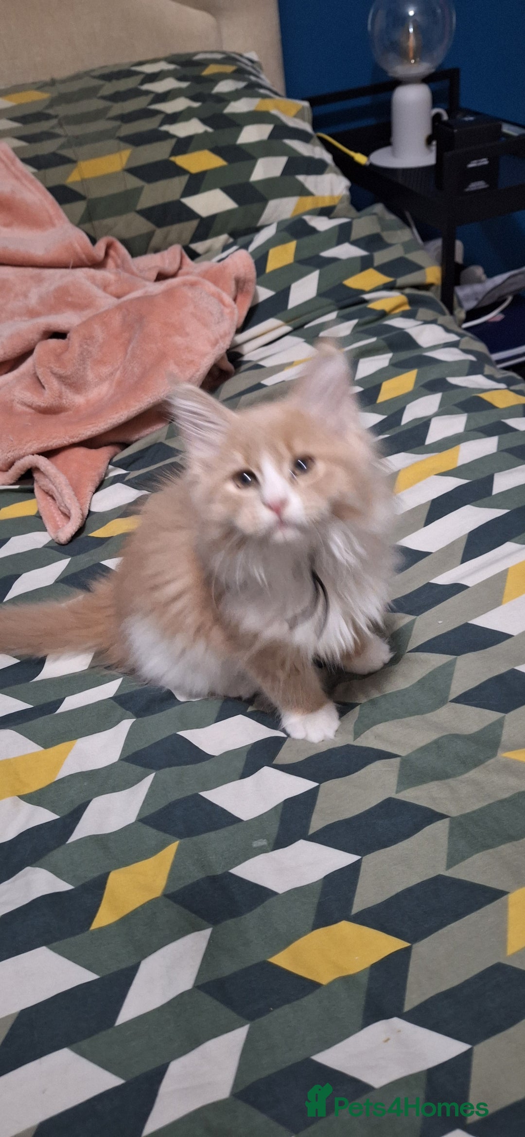 Maine Coon cats for sale: 😻 Ready Now 😻 Fluff Playful Maine Coon Kittens😻 - Advert 15