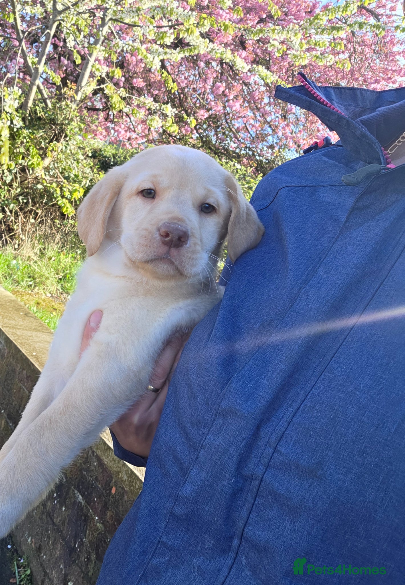 Labrador Retriever dogs Kc Registered quality labrador BOYS AVAILABLE  - Advert 13