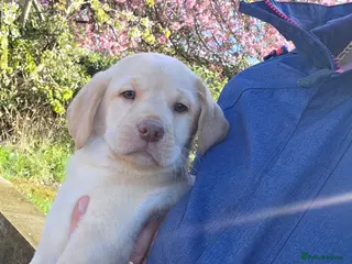 Labrador Retriever dogs Kc Registered quality labrador BOYS AVAILABLE - Advert 13