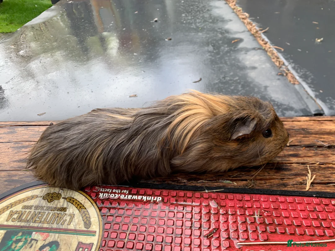 Guinea Pig rodents for sale: Male Guinea pigs - Advert 3