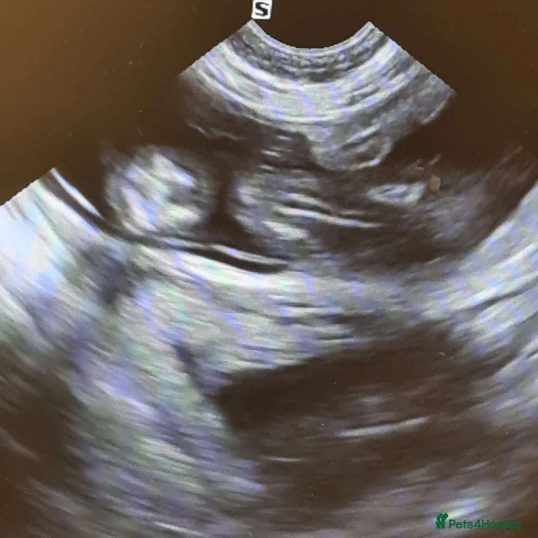 Golden Retriever dogs for stud: A proven gorgeous Golden Retriever for stud in Haywards Heath - Advert 22