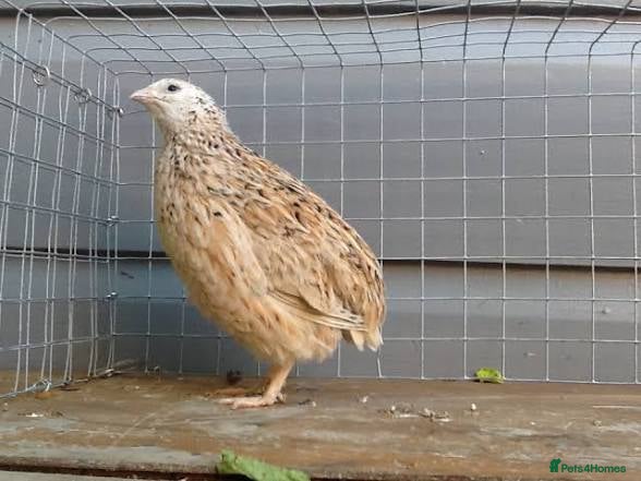 Quail poultry Italian male quail - Advert 1