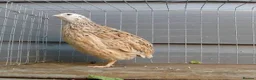 Quail poultry for sale: Italian male quail - Advert 1