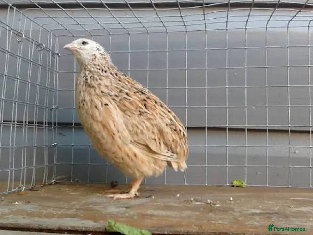 Quail poultry for sale: Italian male quail - Advert 1