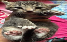 Persian cats for sale: ADORABLE FLUFFY LOVABLE PERSIAN KITTENS - Image 4