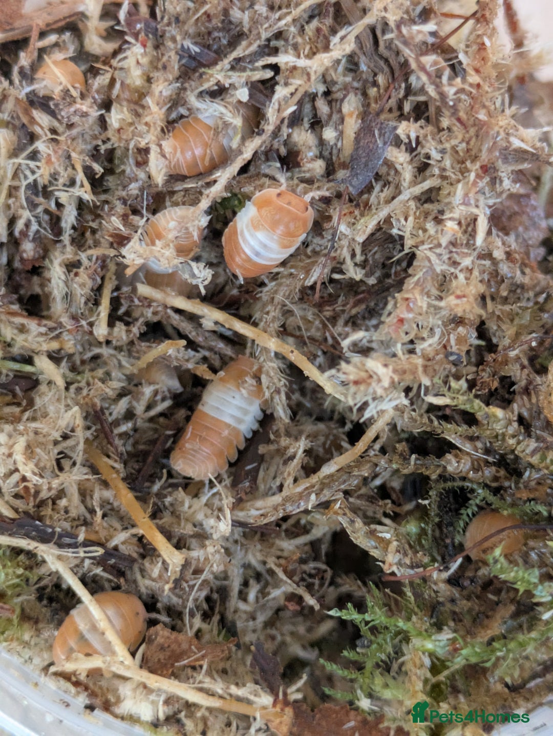 Mixed Breed invertebrates for sale: Isopods clean up crew  - Image 5