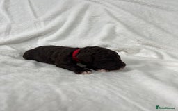 Goldendoodle dogs for sale: Beautiful litter of Goldendoodles  - Image 26