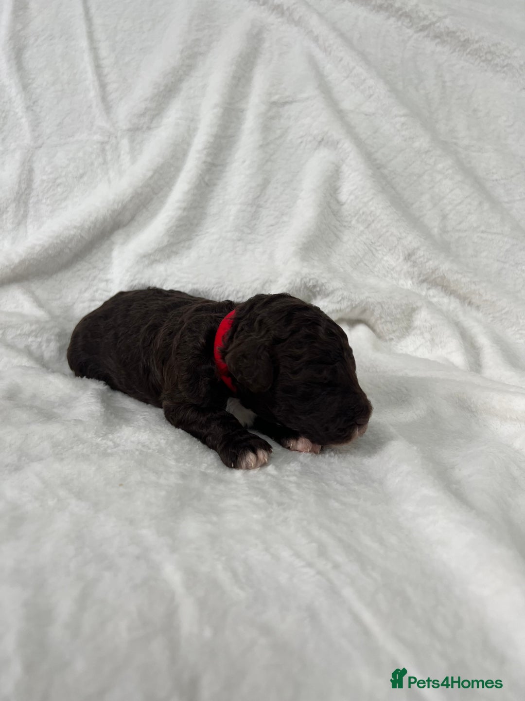Goldendoodle dogs for sale: Beautiful litter of Goldendoodles  - Image 26