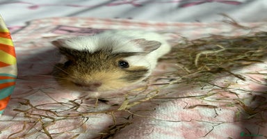 Guinea Pig rodents - Advert 11
