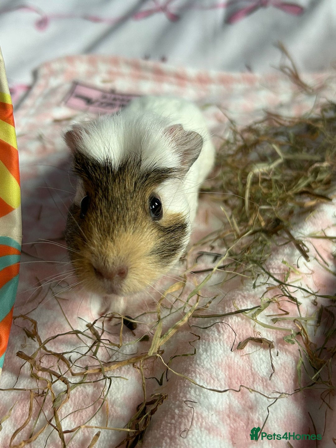 Guinea Pig rodents for sale: Four female guinea pig babies available. - Image 2