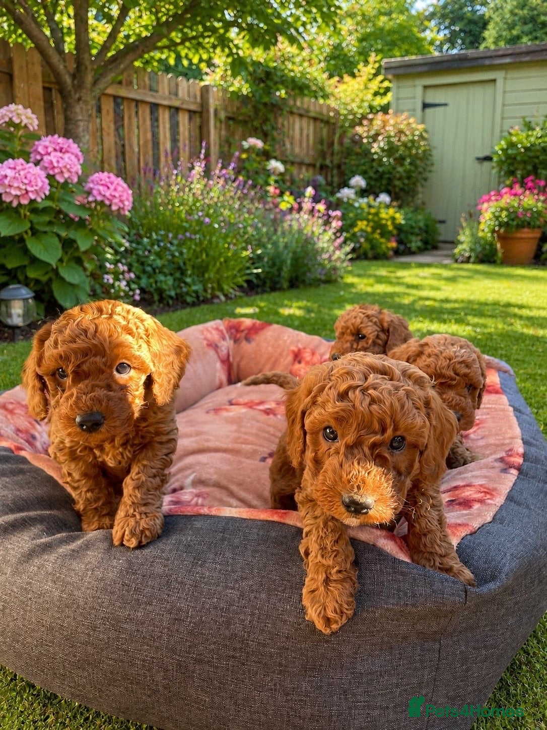 Miniature Poodle dogs KC Registered Deep Red Miniature Poodle Puppies - Advert 10