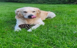 Golden Retriever dogs for stud: Gorgeous golden retriever  - Image 12