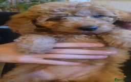 Goldendoodle dogs for sale: F1b goldendoodle pups  - Image 7