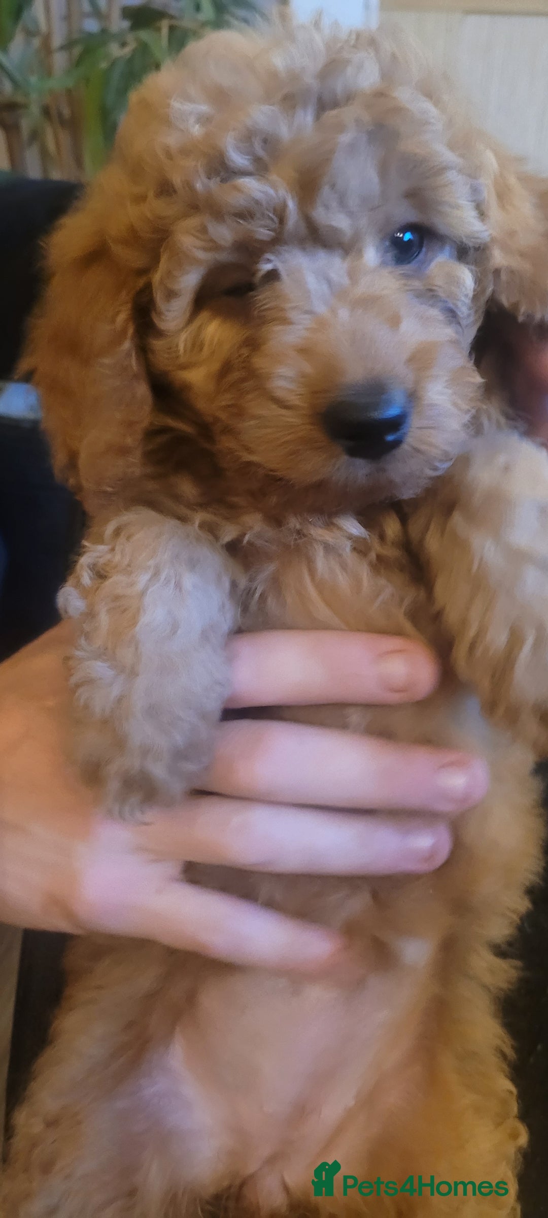 Goldendoodle dogs for sale: F1b goldendoodle pups  - Image 7