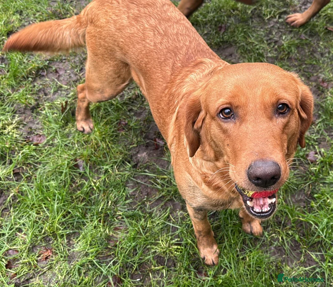 Goldador dogs for sale: BORN FROM HIP, ELBOW AND DNA PERFECT PARENTS - Advert 13