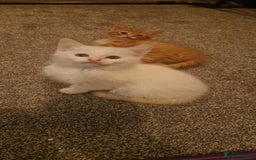 Mixed Breed cats for sale: Only one beautiful kitten remaining! - Image 8