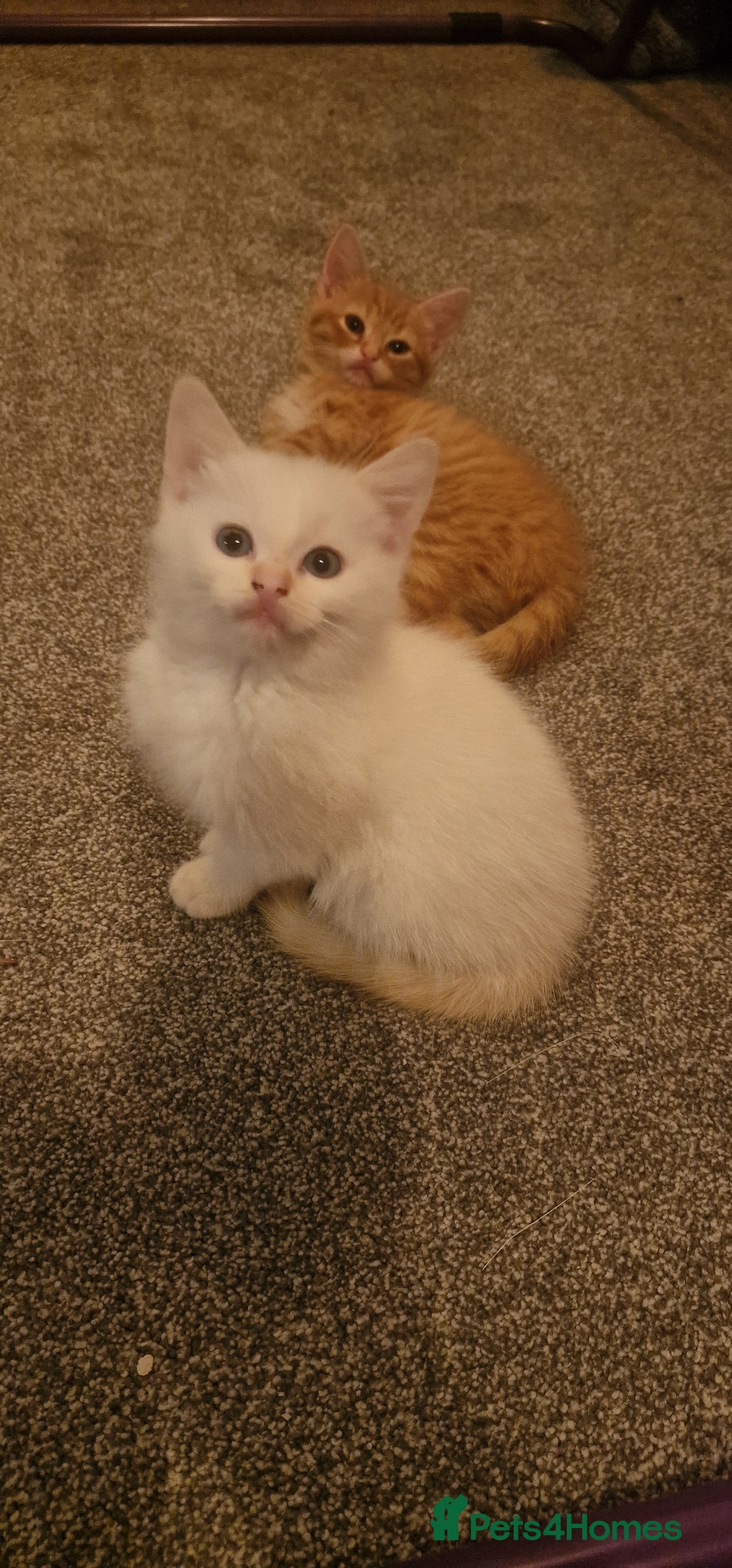 Mixed Breed cats for sale: Only one beautiful kitten remaining! - Image 8