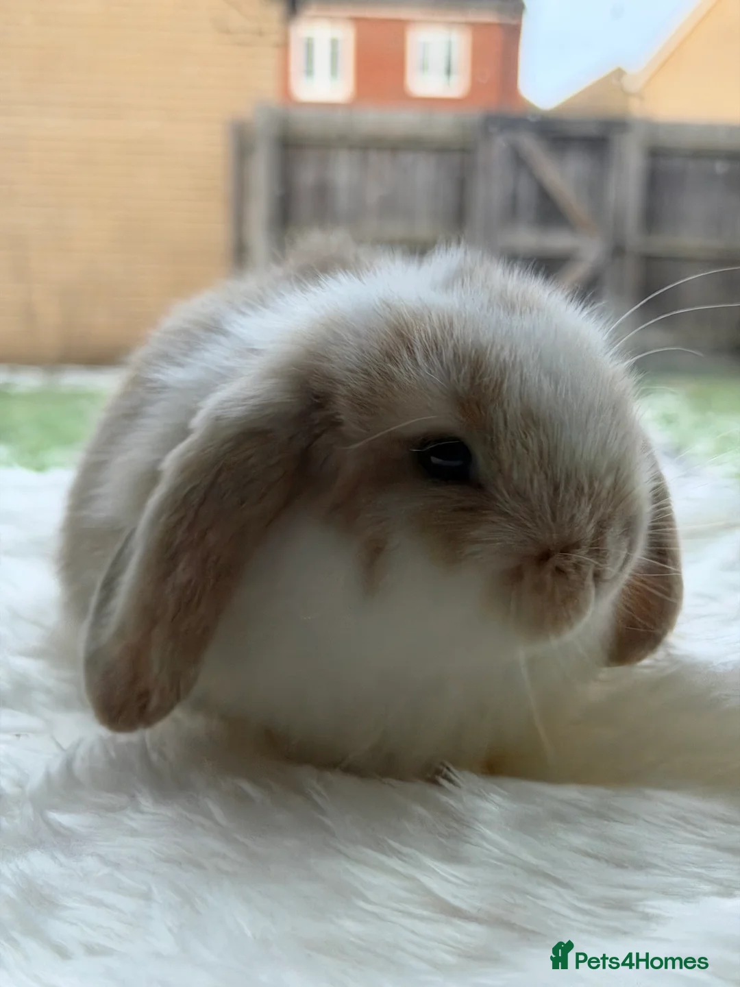 Mini Lop rabbits for sale: Adorable Friendly Mini Lop - Advert 5