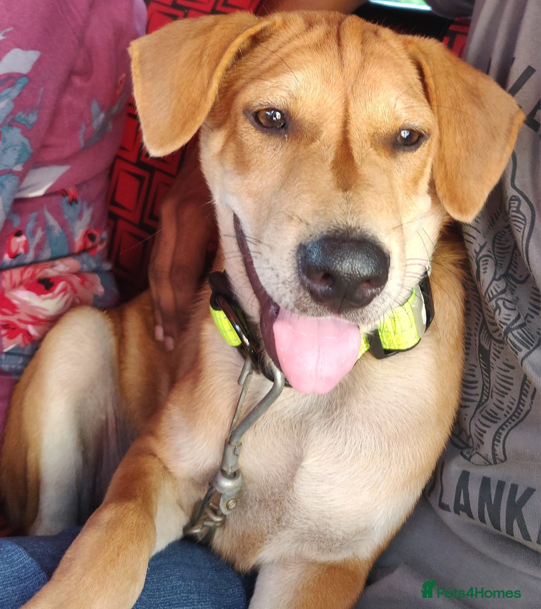 Mixed Breed dogs for sale: Looking for a loving home for one of our 2 Pups! - Image 2