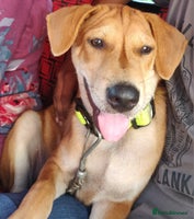 Mixed Breed dogs - Advert 8