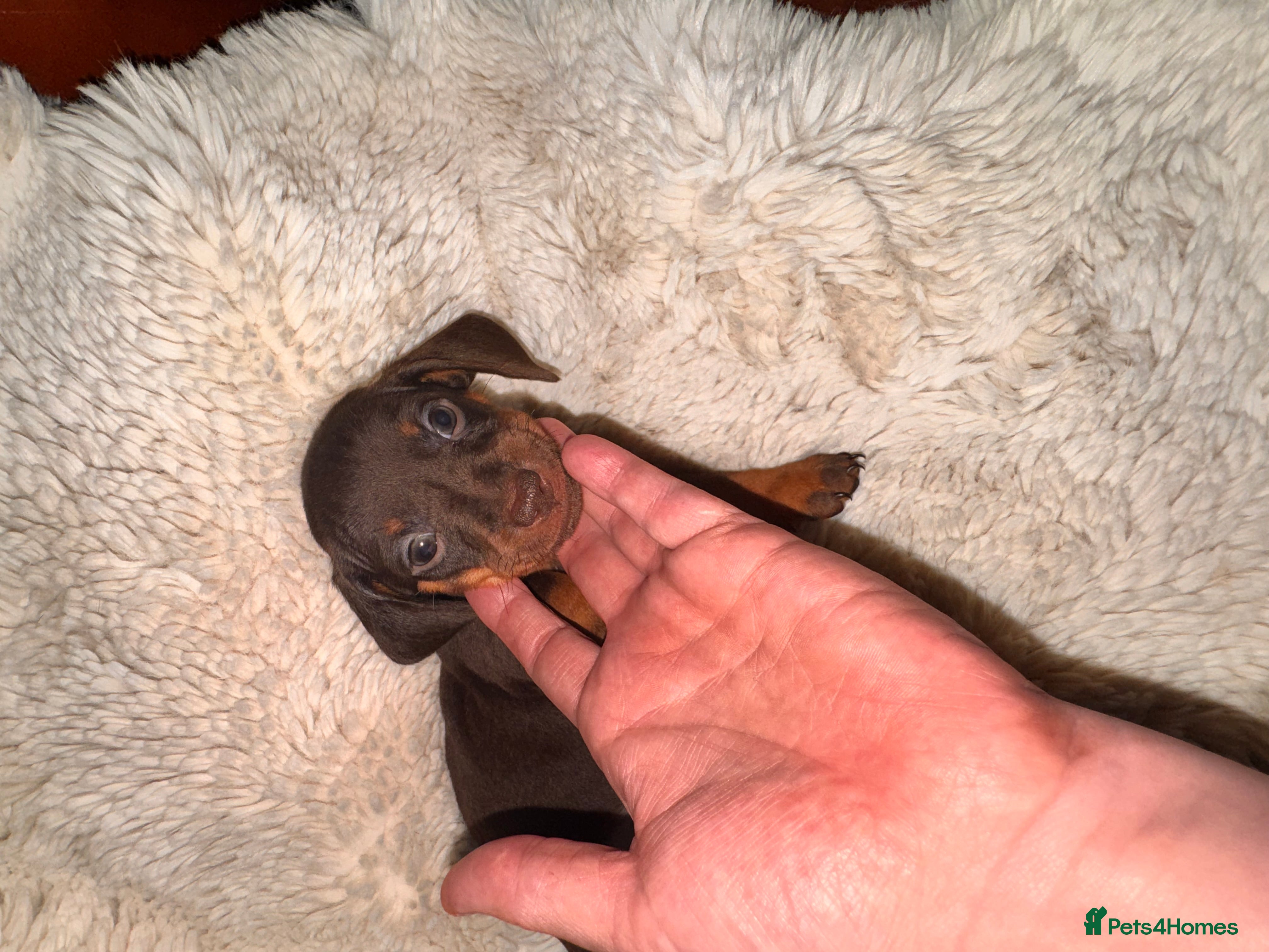 Miniature Dachshund dogs Four beautiful dachshund babies  - Advert 5