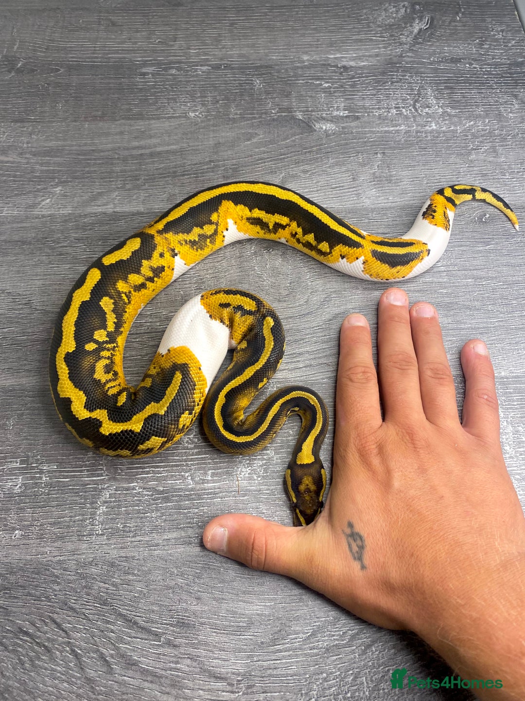 Python Snake reptiles for sale: 0.1 YB Pied 100% Het Hypo & 1.0 Pied Het Hypo - Image 3