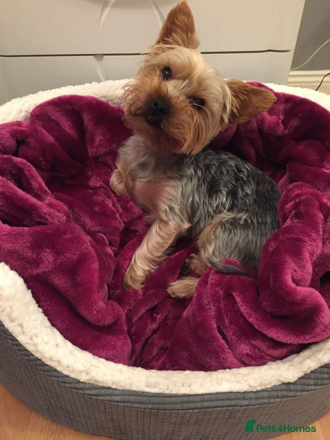 Yorkshire Terrier dogs for stud: Yorkshire terrier for stud in Sunderland - Advert 2