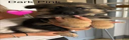 German Shepherd dogs for sale: Gorgeous Black&Tan KC German Shepherds 🐾 in Wisbech - Advert 5