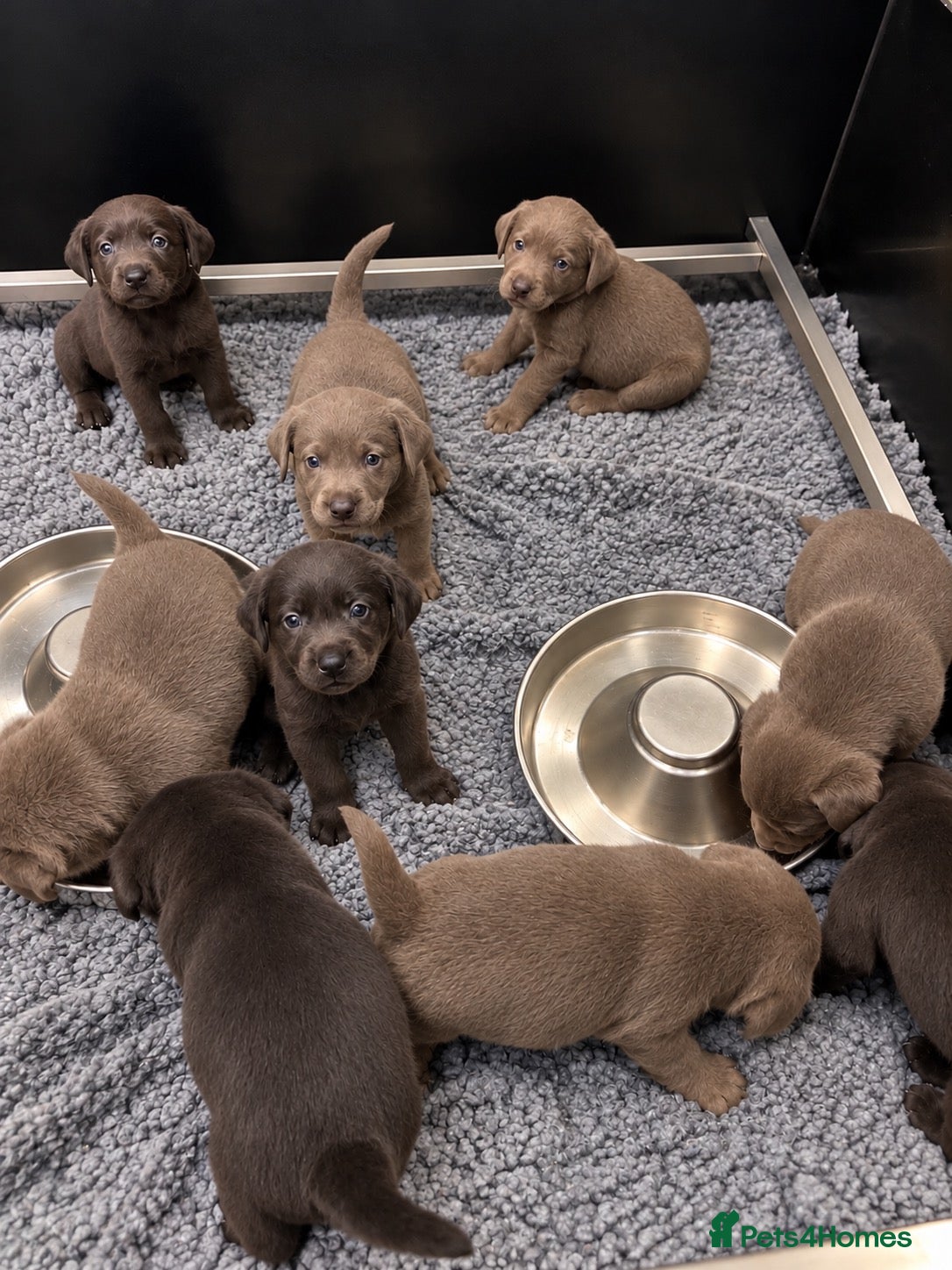 Labrador Retriever dogs for sale: 5 ⭐️ Licensed- Silver & Charcoal KC reg Labradors  - Advert 2