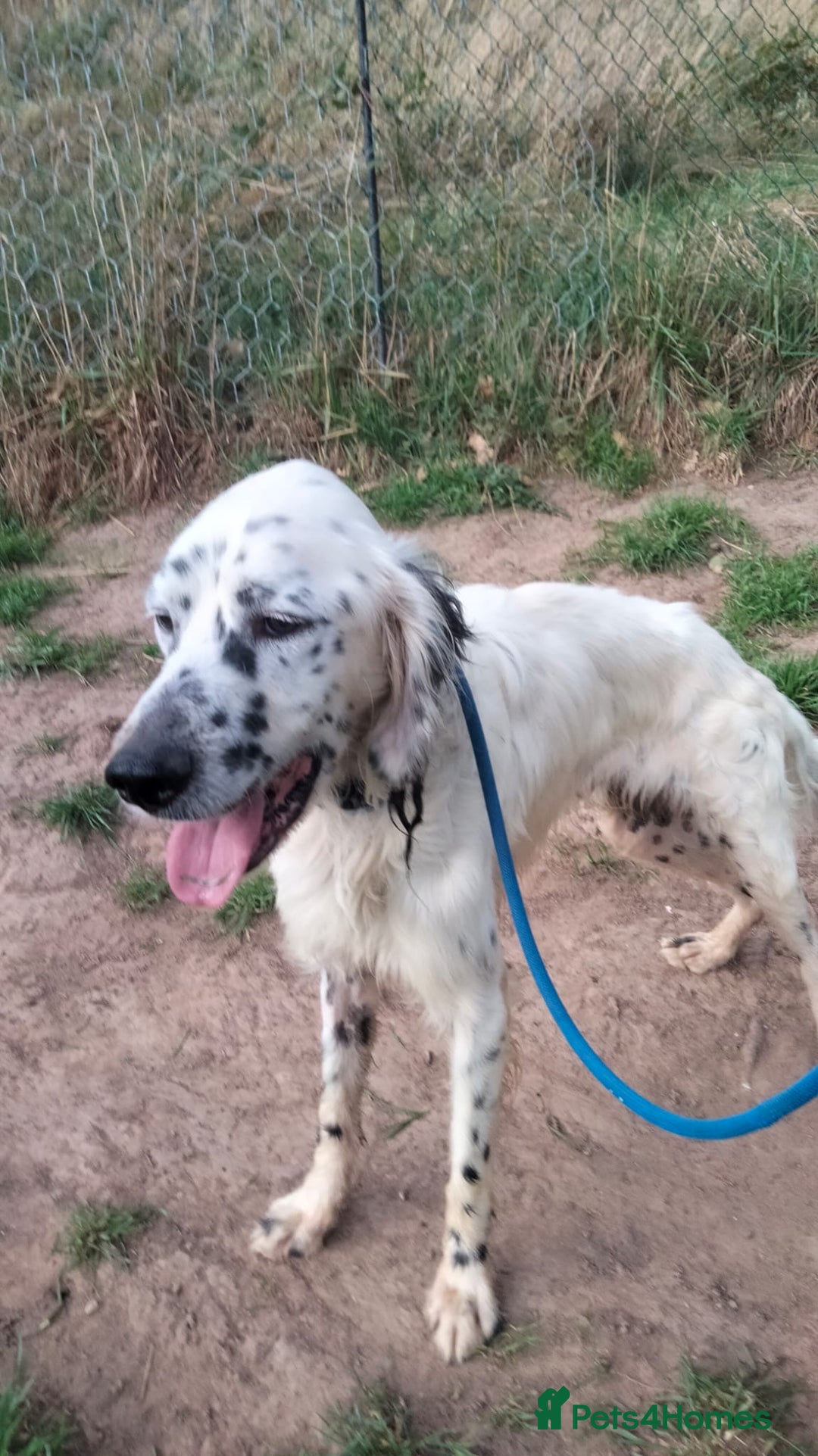 English Setter dogs for adoption: Pol   - Advert 8