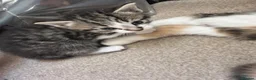 Mixed Breed cats for sale: Stunning kittens  in Ashford - Advert 9