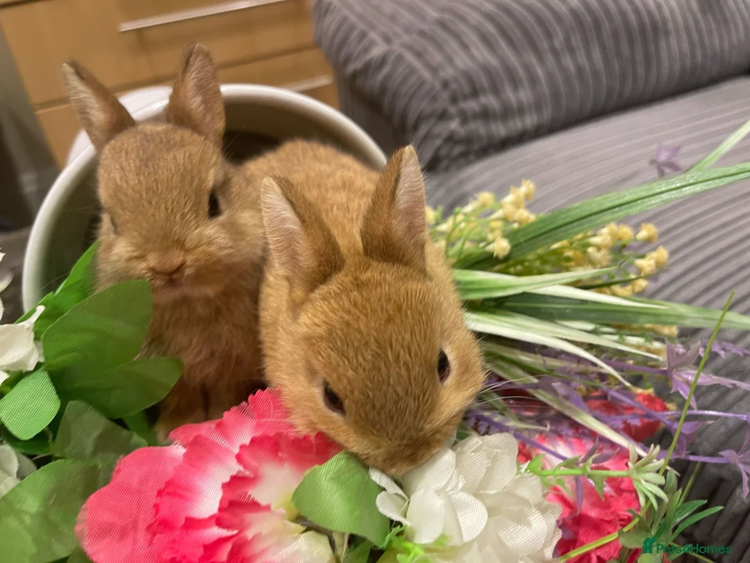 Netherland Dwarf rabbits for sale: Bunnies  in London - Advert 7