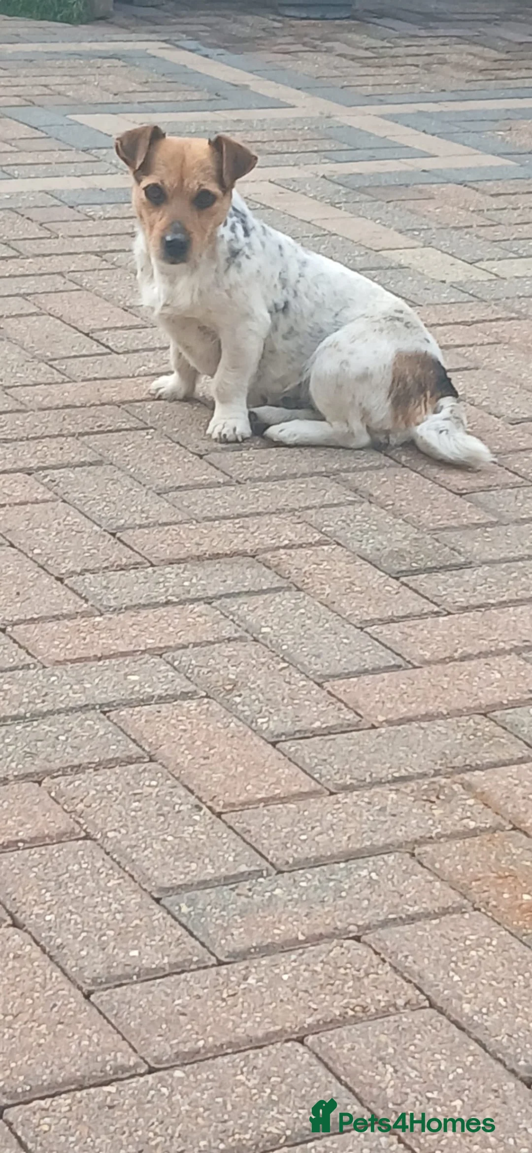 Jack Russell dogs for sale: Jack Russel puppies  - Advert 1