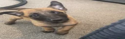 Belgian Shepherd Dog dogs for sale: Beautiful Belgian malinois pups  - Advert 9