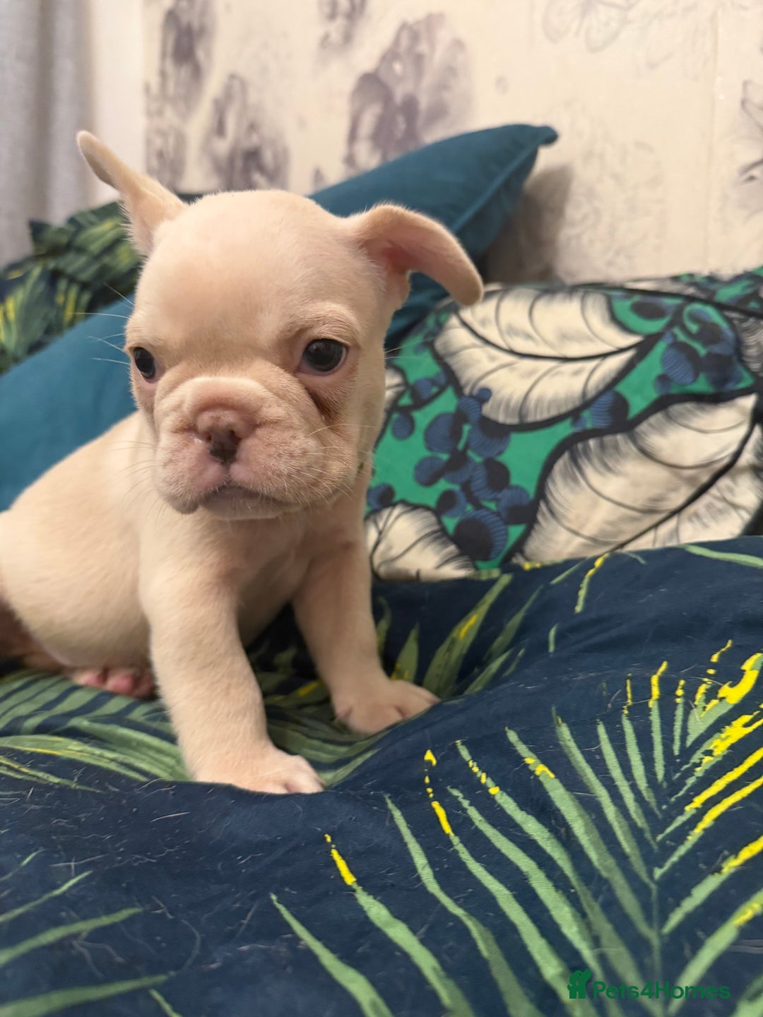 French Bulldog dogs for sale: Cream/ platinum French Bulldog puppy , ready now❤️ - Advert 13
