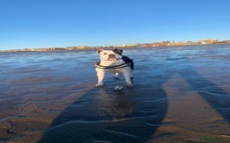 Mixed Breed dogs for sale: American bulldog  - Advert 7