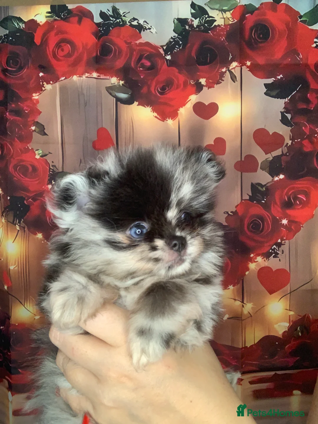 Pomeranian dogs for sale: UNIQUE BEAR FACE POMERANIAN LITTER - Advert 18
