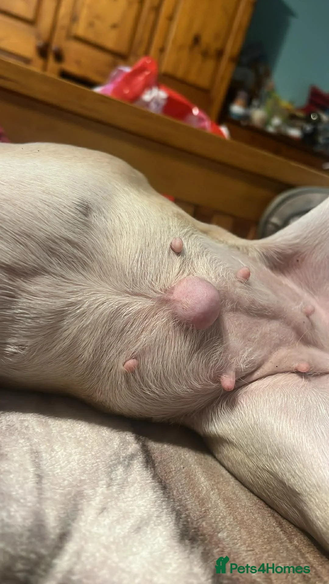 Frug dogs for sale: 3 year old female, French bulldog mixed with pug  - Advert 2