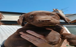 Labrador Retriever dogs for sale: **READY NOW**CHOCOLATE LAB PUPS - Image 13
