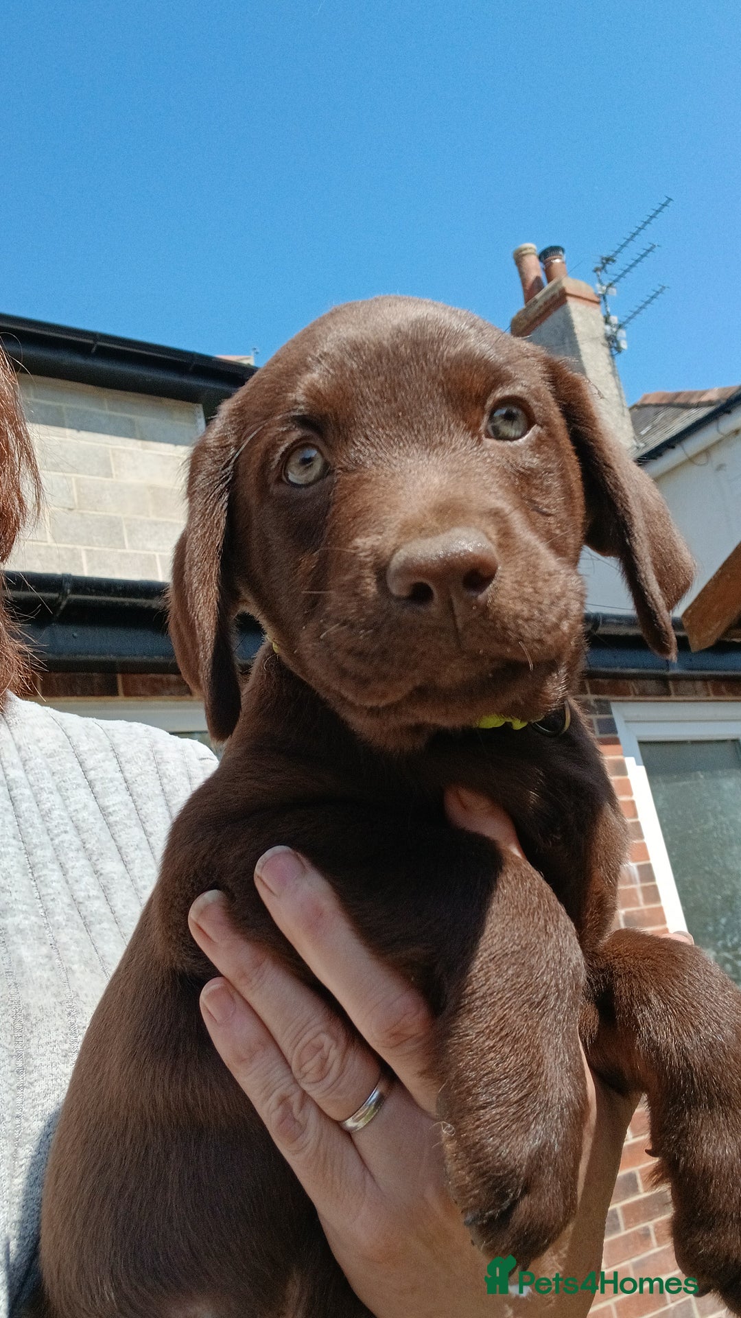 Labrador Retriever dogs for sale: **READY NOW**CHOCOLATE LAB PUPS - Image 13