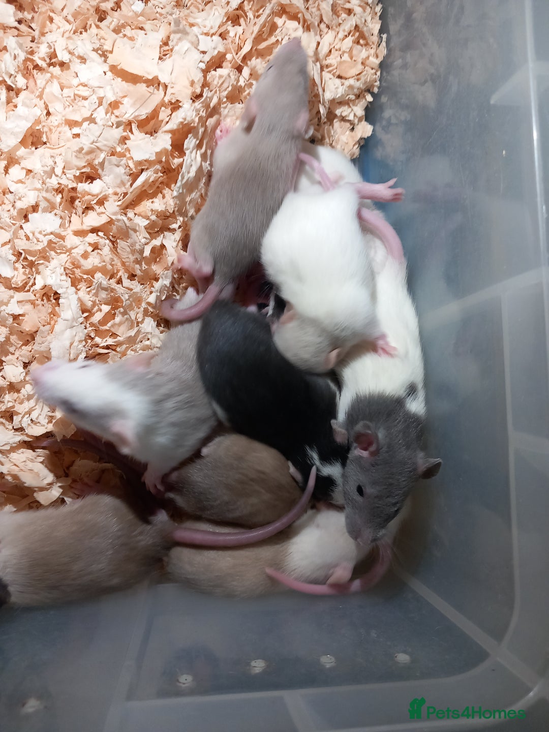 Rat rodents for sale: Fancy Rats  - Image 3
