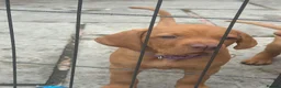 Hungarian Vizsla dogs for sale: Ready Now KC Hungarian Vizsla Puppies - Advert 8